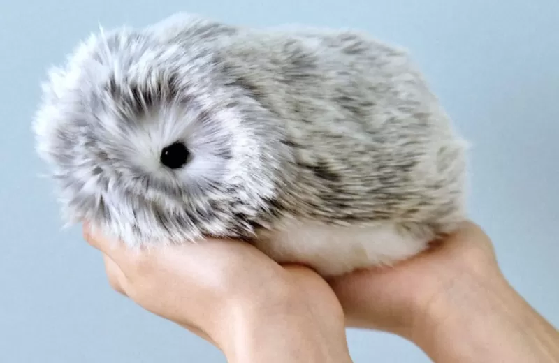 Робот-питомец Moflin лежит на руках